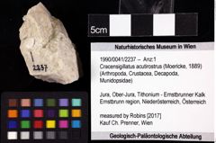 Foto (Objket + Etiketten) von Cracensigillatus acutirostrus (Moericke, 1889) 